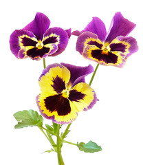 Viola flowers isolated on white background