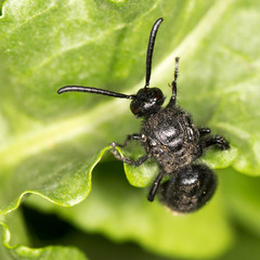 black bee on nature. close-up