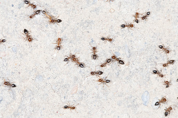 ants on the wall. close-up