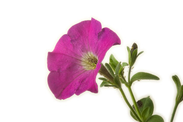 Obraz na płótnie Canvas Petunia pink