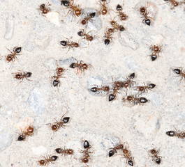 ants on the wall. close-up