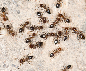 ants on the wall. close-up