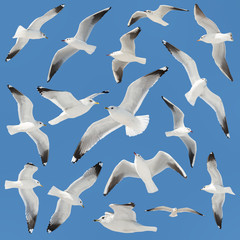 white bird collection on sky background