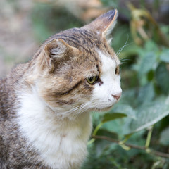 cat in nature