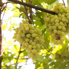 ripe grapes on the nature