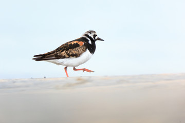 Arenaria interpres, Turnstone