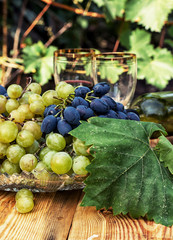 freshly harvested grapes