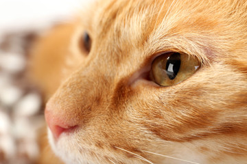 Red cat closeup