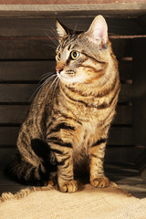Grey cat in wooden box