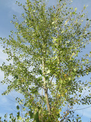 young poplar