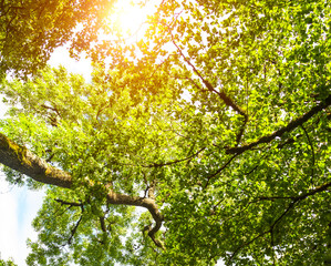 Autumn beautiful forest