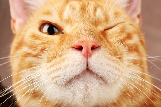 Red cat closeup