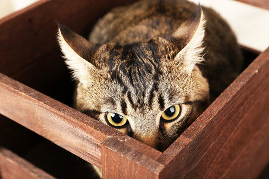 Grey Cat In Wooden Box Closeup