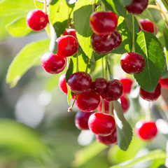 ripe cherry on the tree in nature