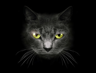 Muzzle a cat on a black background.