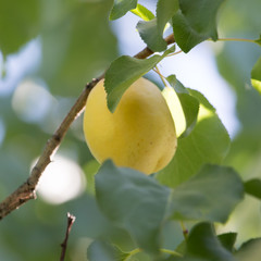 apricots on the tree in nature