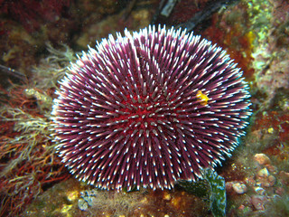 Naklejka na ściany i meble sea ​​urchin