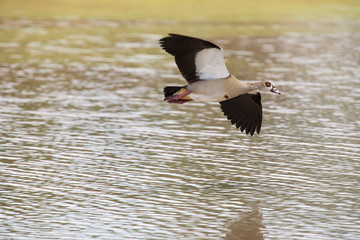 Egyptian goose flying over water with stretched wings to land
