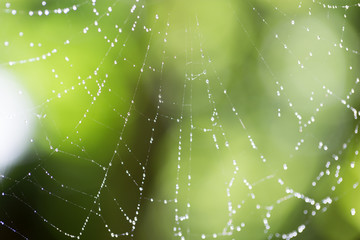 Spider on web covered by water drops, green background