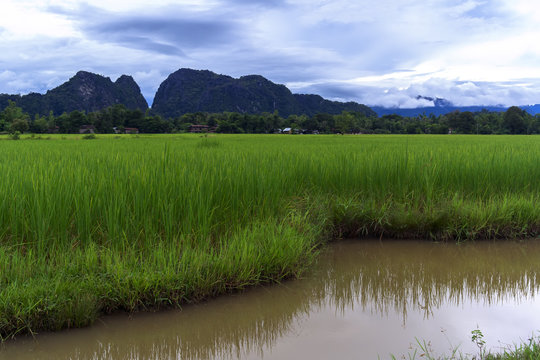 Rice Fields, Hills.
