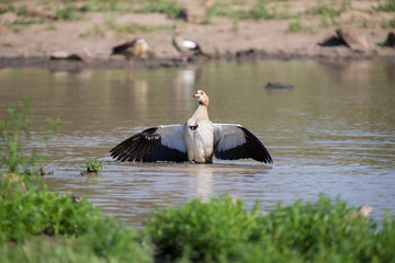 Egyptian goose standing in water flapping wings to dry