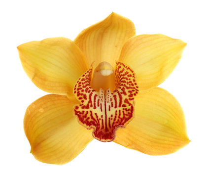 Fototapeta Yellow tropical orchid flower isolated on white