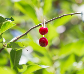 ripe cherries on the tree