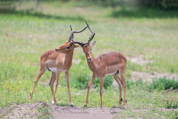 Two male impala fight in for the herd with best territory
