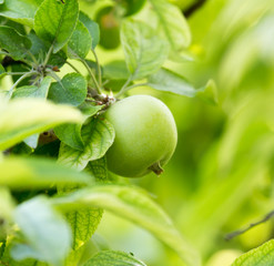 green apple on a tree branch