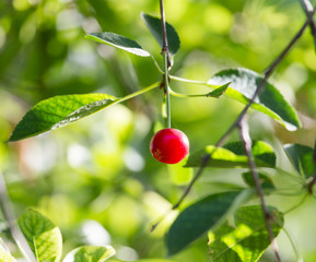 cherries on a tree branch
