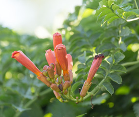 beautiful red flower in nature
