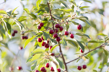cherries on a tree branch