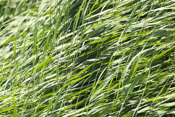 green reeds in nature