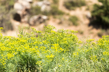 little yellow flowers on a large shrub
