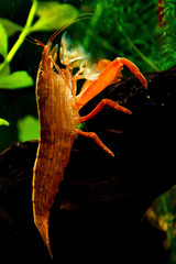 Aquarian shrimp