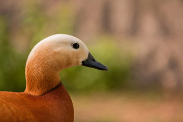 Roody shelduck from the Moscow Zoo