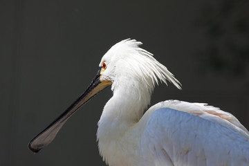 White spoonbill bird in the sun