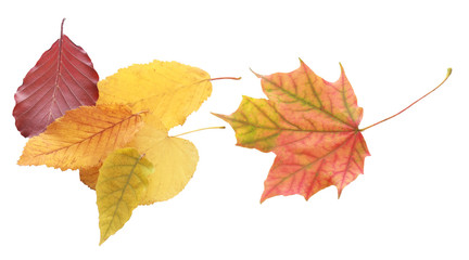 Collection of Autumn Leaves on White Background