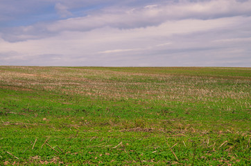 Fototapeta premium agricultural field