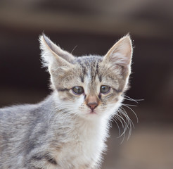portrait of kitten