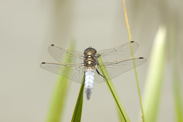 Blue dragonfly on a reed