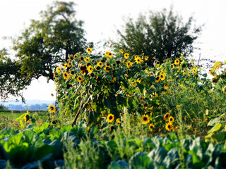 Obraz premium Sonnenblumen im Gemüsegarten