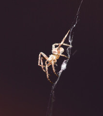spider on the web at night