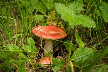 russula