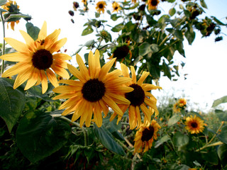 Sonnenblumen im Gemüsegarten