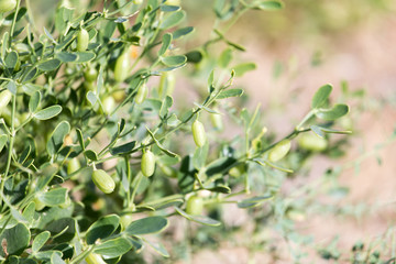 plant with thorns. close-up