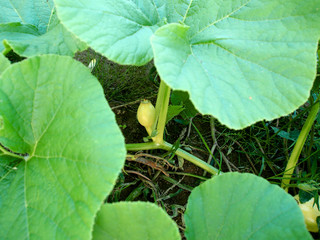 Kürbis