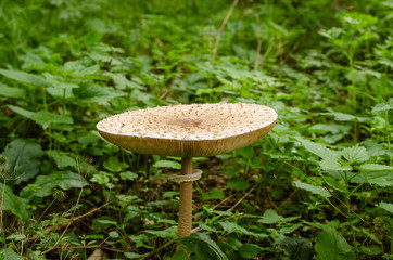 parasol mushroom