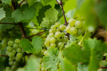 green grapes