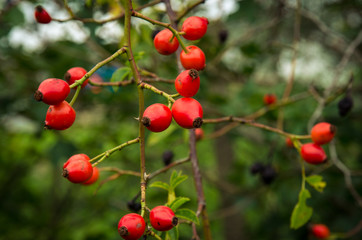 red briar